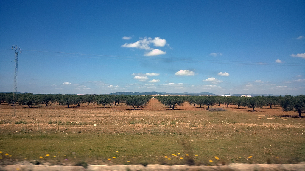 08_Olive_trees