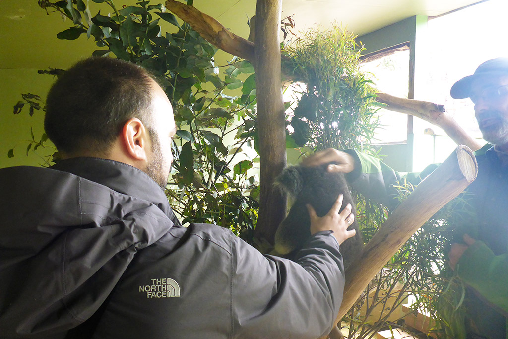 09_Petting_Koala_In_Bonorong_Tasmania