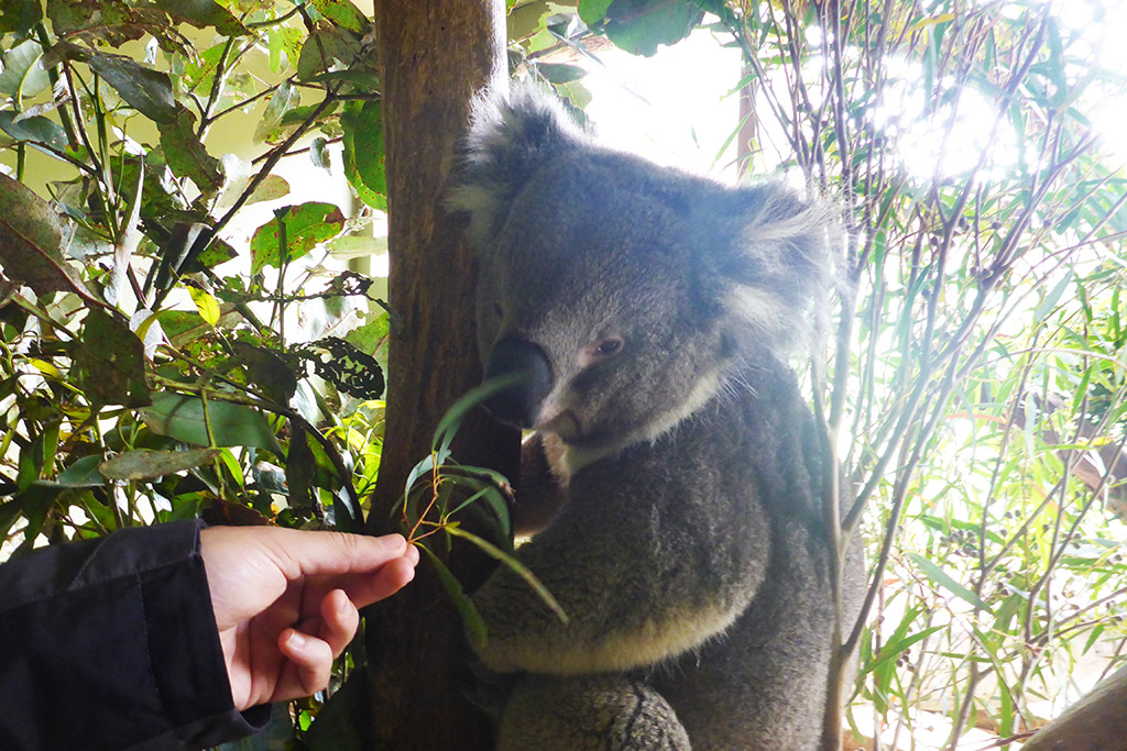 10_Feeding_Koala_With_Eucalyptus