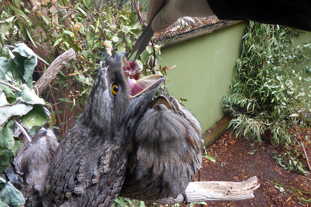 11_Feeding_Weird_Birds_In_Bonorong_Tasmania