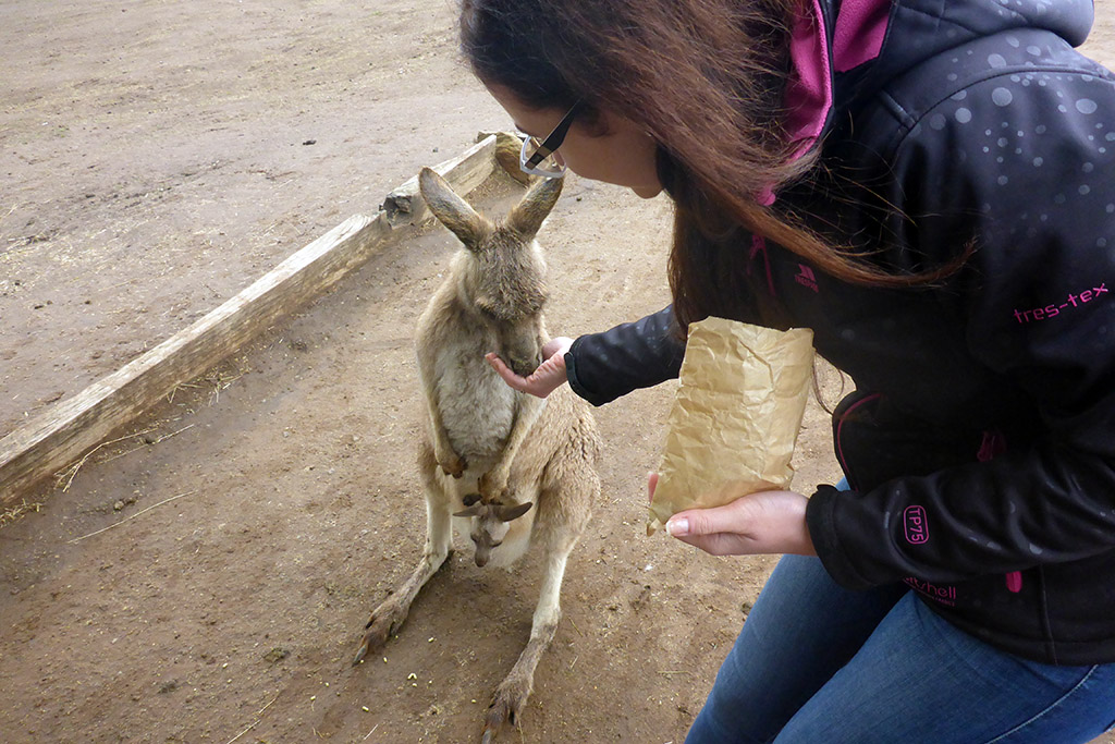 12_Dina_Feeding_Kangaroos_In_Bonorong_Tasmania