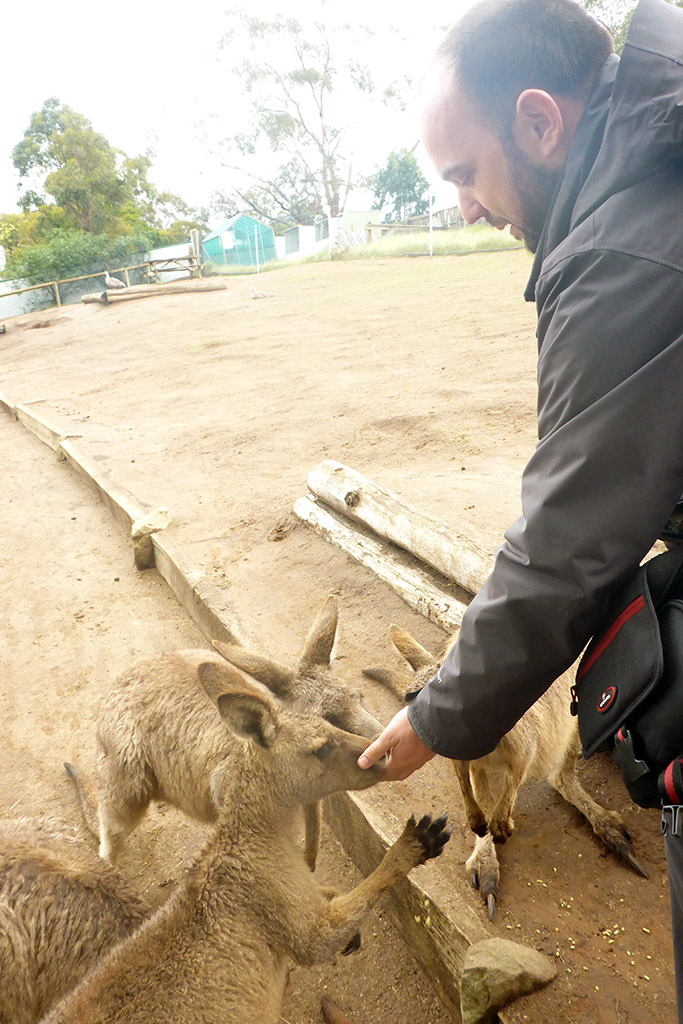 13_Me_Feeding_Kangaroos_In_Bonorong_Tasmania