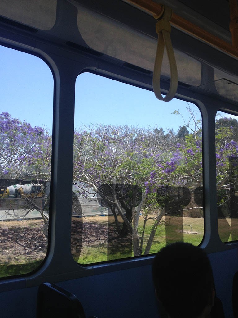 10_Brisbane_Purple_Trees