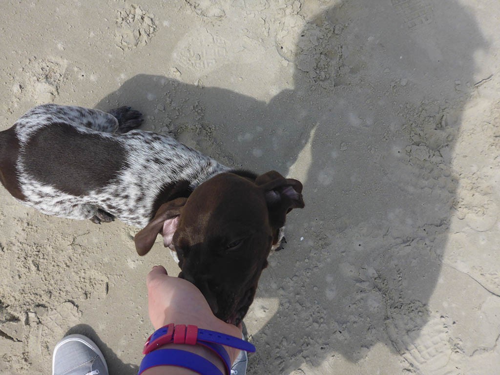 24_2_Dog_On_The_Beach