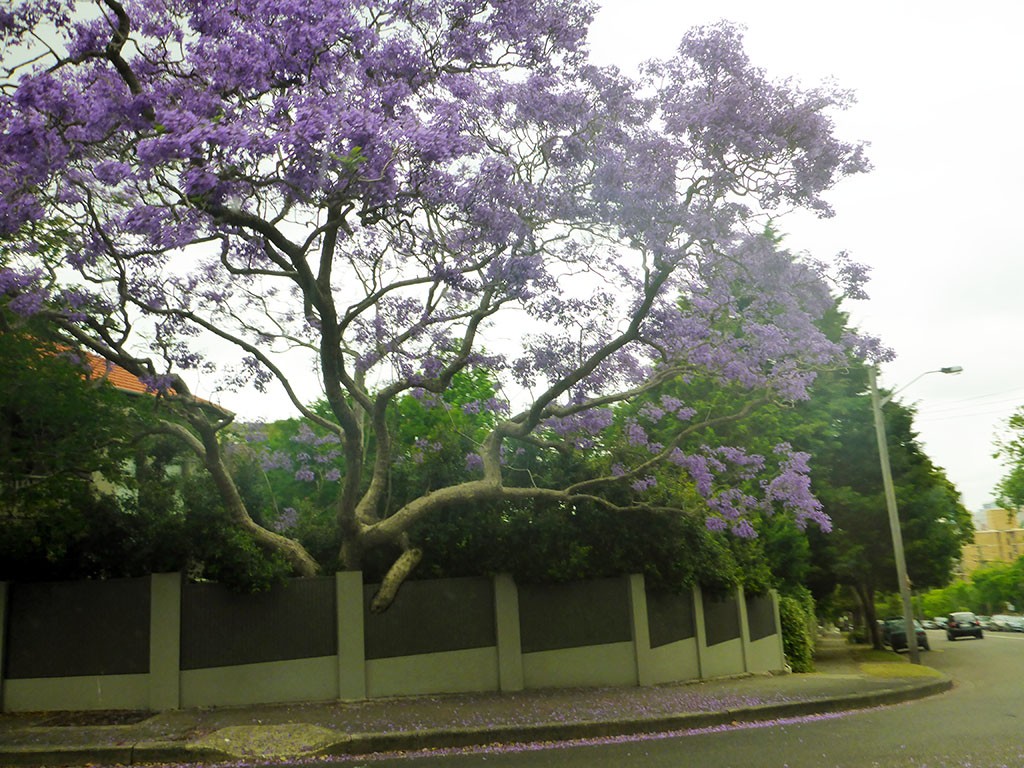 29_Sydneys_Jacaranda_Tree