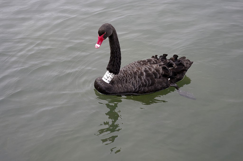 24_Black_Swan_In_Albert_Park