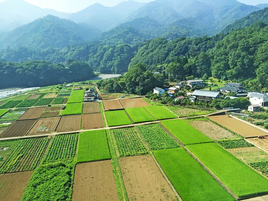 01_Rice_Fields_Near_Kawaguchiko