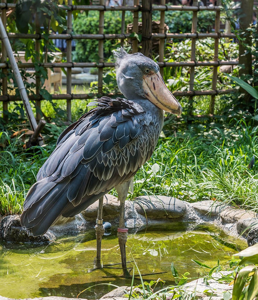 22_Tokyo_Ueno_Shoebil_Stork