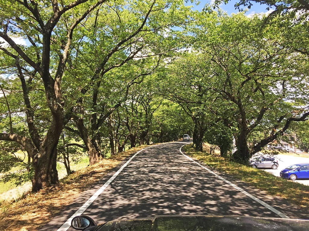 01-Fujieda-Ride-Towards-Tea-Fields