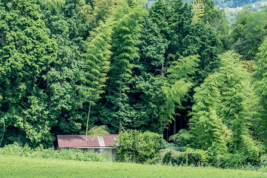 04-The-strength-of-Chinese-Bamboo-in-Japan