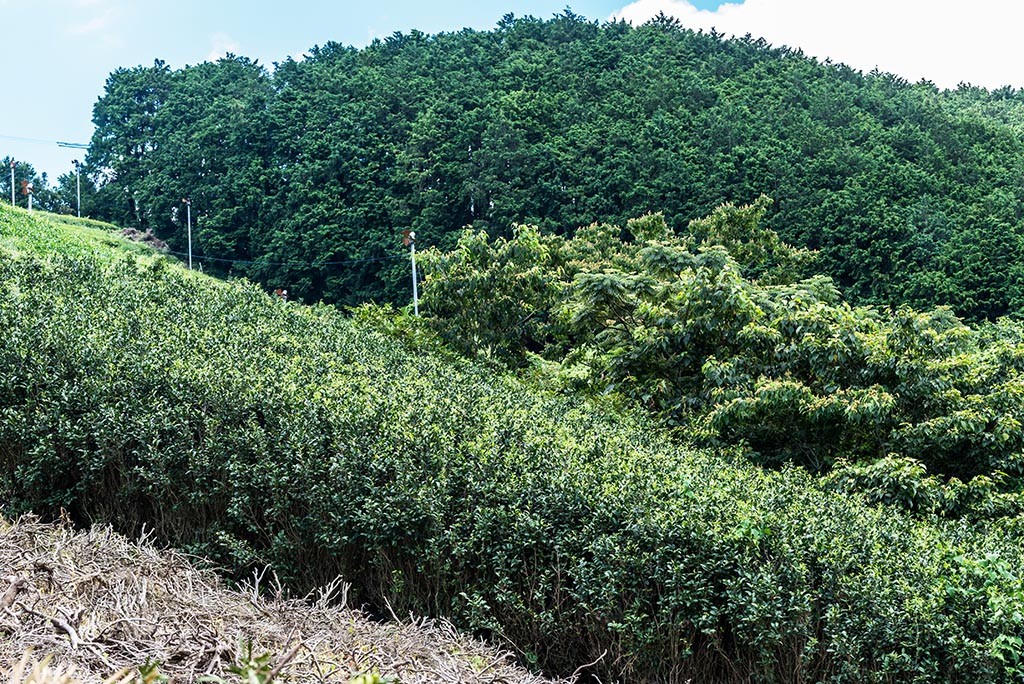 06-Abandoned-Tea-Fields-Fujieda-Japan