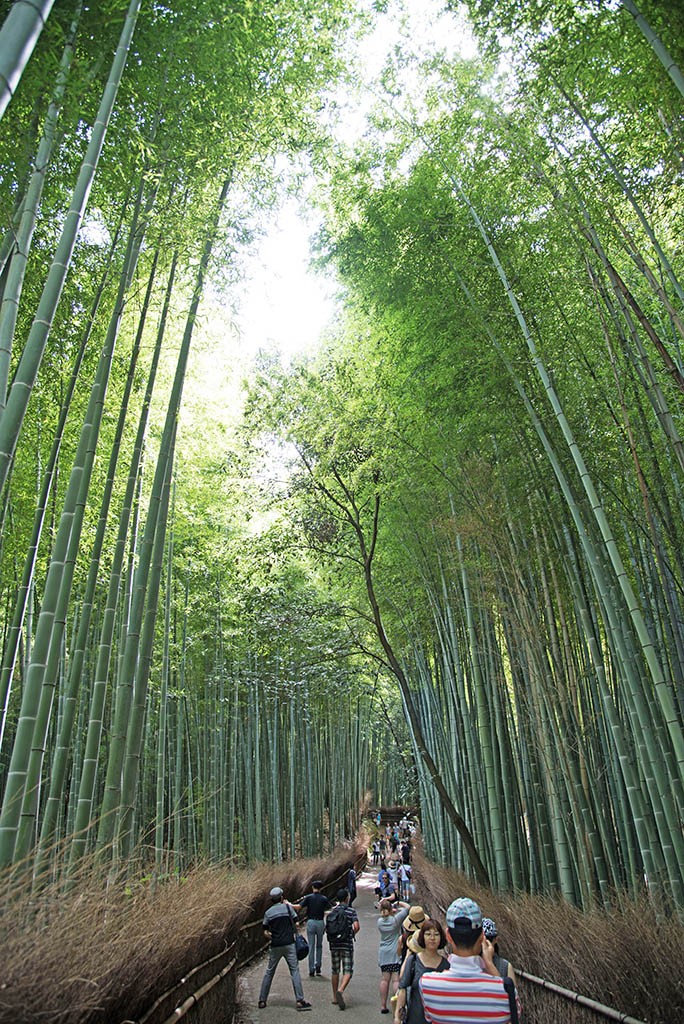 12-Arashiyama-Bamboo-Forest