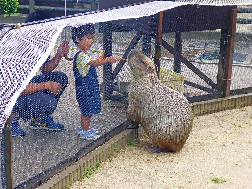 13-capybara-in-Beppu