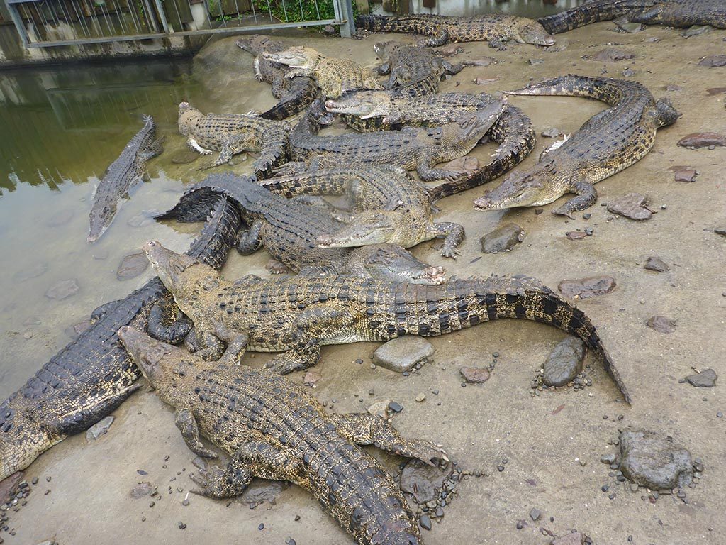 14-Crocodiles-In-Beppu