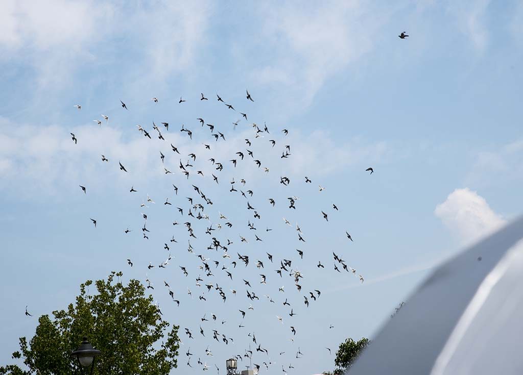 04-peace-birds-in-a-peace-park-nagasaki-japan